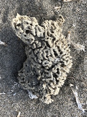 Hippospongia
