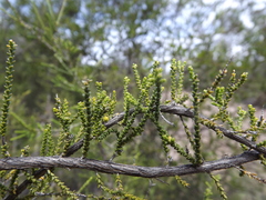 Melaleuca pallescens