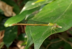 Ceriagrion coromandelianum