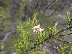 Melaleuca pallescens