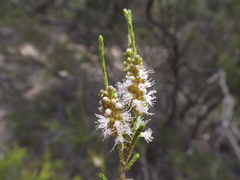 Melaleuca pallescens