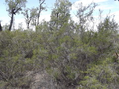 Melaleuca pallescens