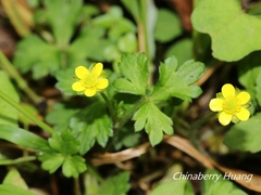 Ranunculus taisanensis