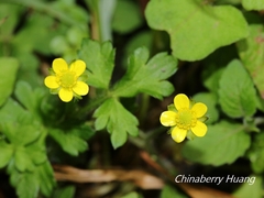 Ranunculus taisanensis
