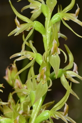 Prasophyllum maccannii