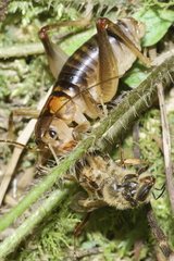 Hemiandrus pallitarsis