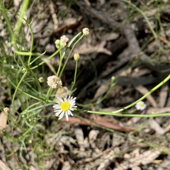 Brachyscome paludicola
