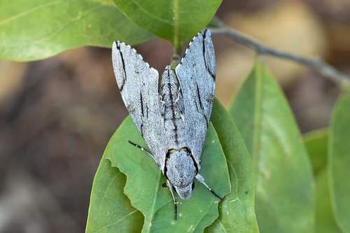 Plain grey hawkmoth