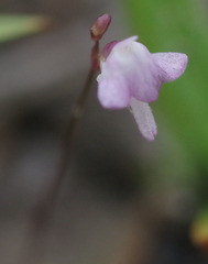 Utricularia minutissima