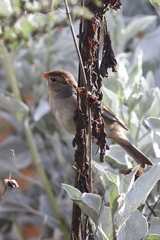 Zonotrichia leucophrys