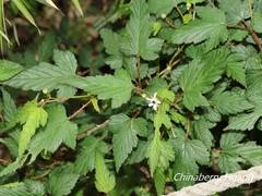 Rubus trianthus