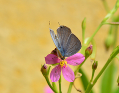 Catochrysops