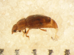 Epuraea imperialis