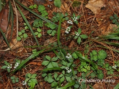 Sanicula petagnioides