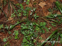 Sanicula petagnioides