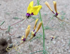 Coalisina angustifolia subsp. petersiana image