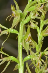 Prasophyllum maccannii