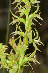 Prasophyllum maccannii