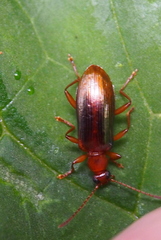 Statira