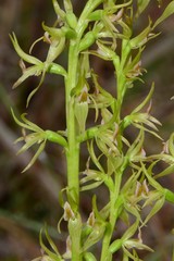 Prasophyllum maccannii