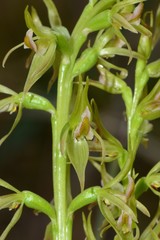 Prasophyllum maccannii