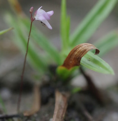 Utricularia minutissima