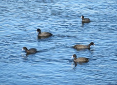 Fulica atra