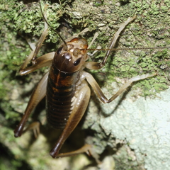 Hemiandrus pallitarsis