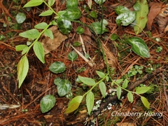 Vaccinium japonicum lasiostemon