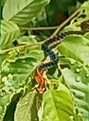 Dendrelaphis kopsteini