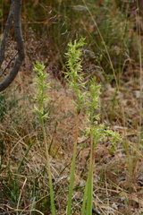 Prasophyllum maccannii