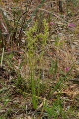 Prasophyllum maccannii