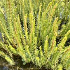 Myriophyllum papillosum