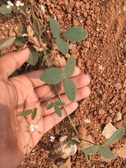 Fabaceae