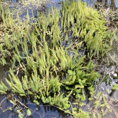 Myriophyllum papillosum
