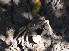 Chasmagnathus convexus