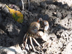 Chasmagnathus convexus