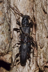 Callidiopis scutellaris