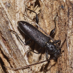 Callidiopis scutellaris