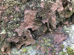 Protopannaria pezizoides