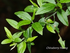Prinsepia scandens