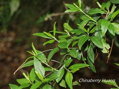 Prinsepia scandens