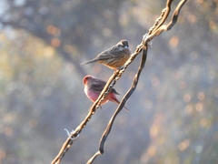 Carpodacus rodochroa