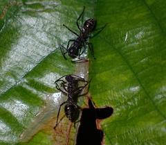 Polyrhachis sexspinosa