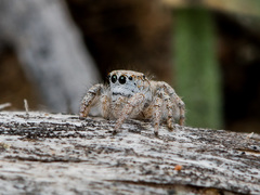 Pseudomogrus dalaensis