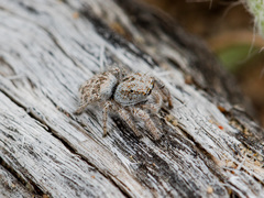 Pseudomogrus dalaensis