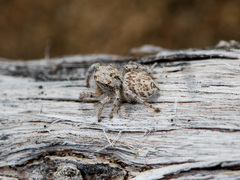 Pseudomogrus dalaensis