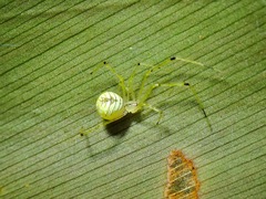 Meotipa spiniventris