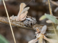 Pseudomogrus dalaensis
