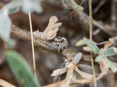 Pseudomogrus dalaensis